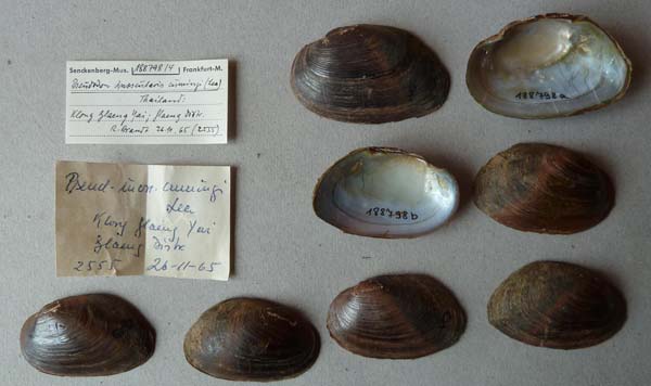 specimen