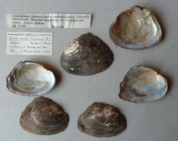 specimen