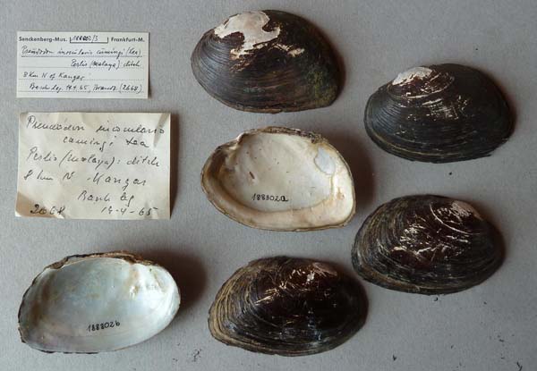 specimen