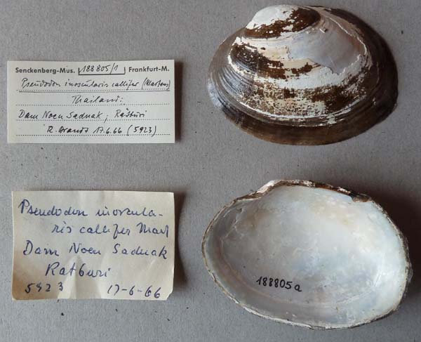 specimen