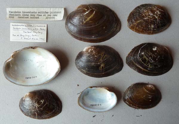specimen