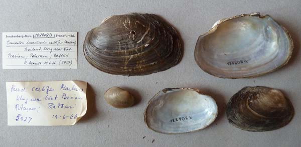 specimen