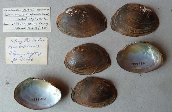 specimen