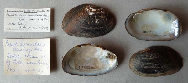 specimen