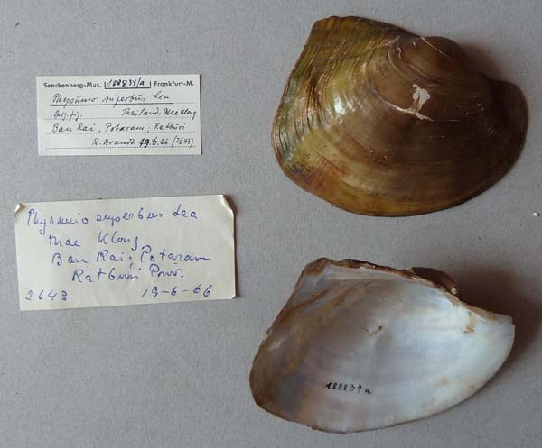 specimen