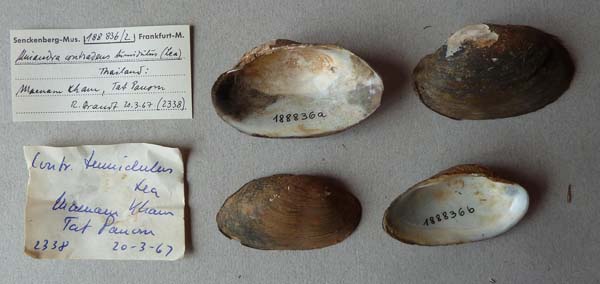 specimen