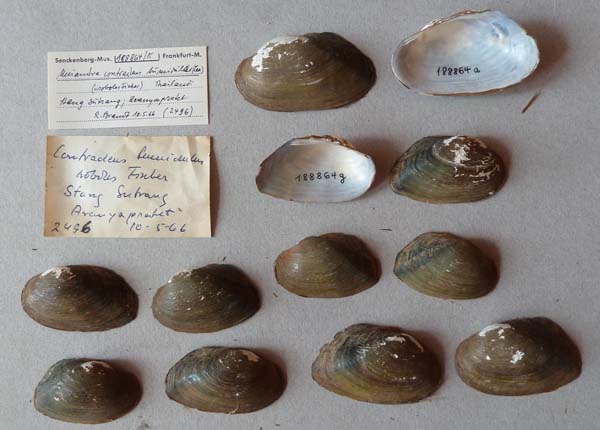 specimen