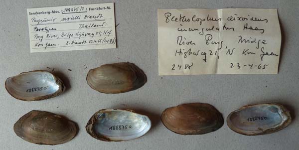 specimen