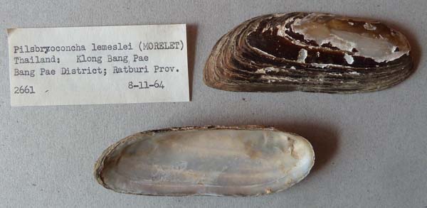specimen