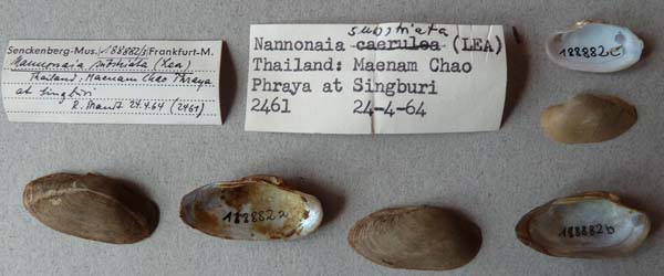 specimen