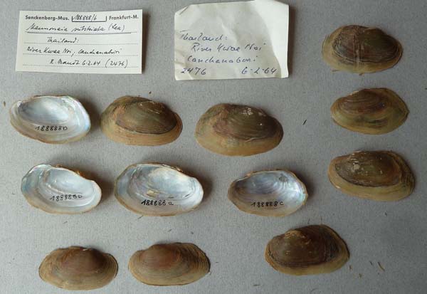 specimen