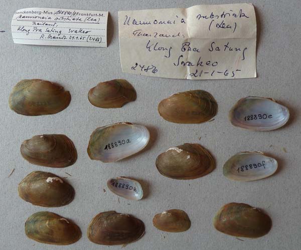 specimen
