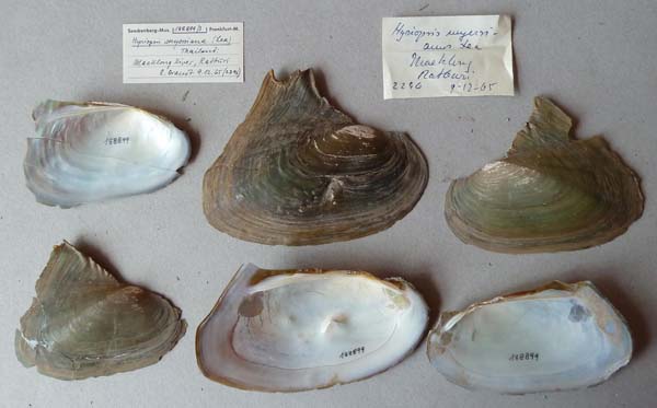 specimen