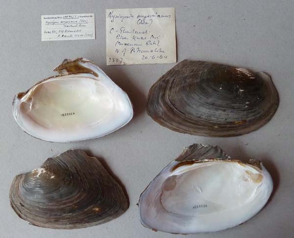 specimen