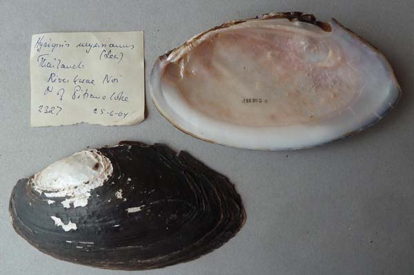 specimen