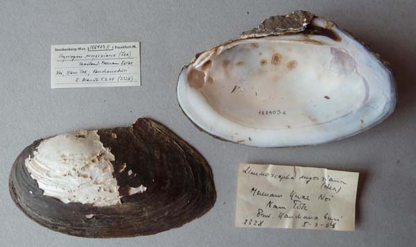 specimen