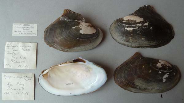 specimen
