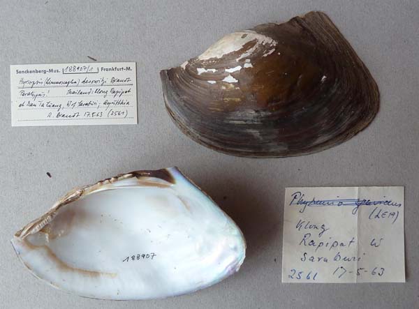 specimen