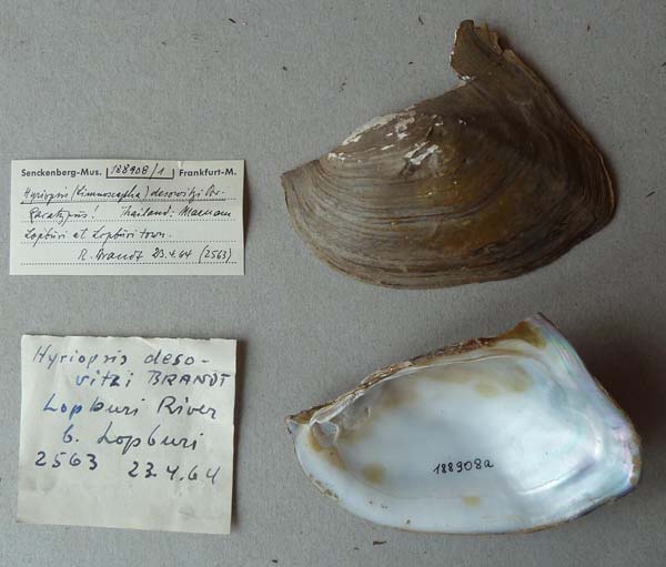 specimen