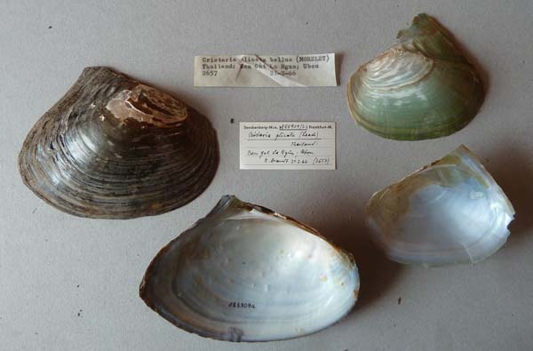 specimen