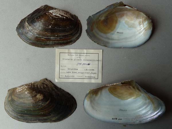 specimen