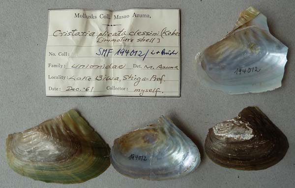 specimen