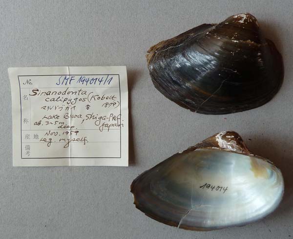 specimen