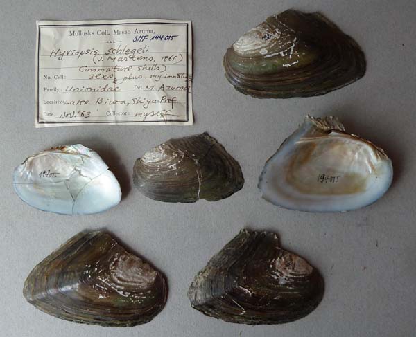 specimen