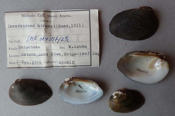 specimen