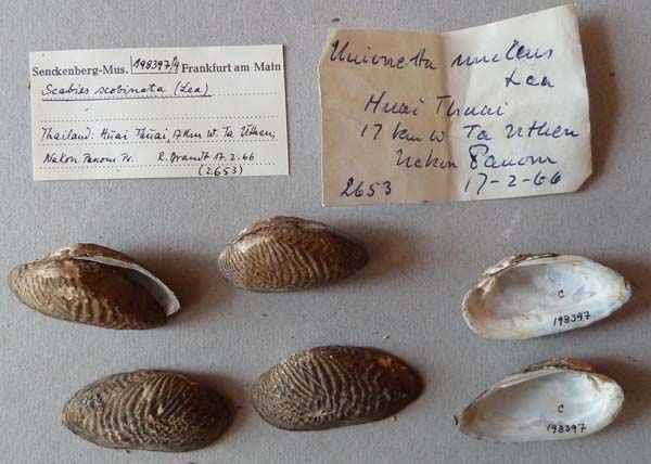 specimen