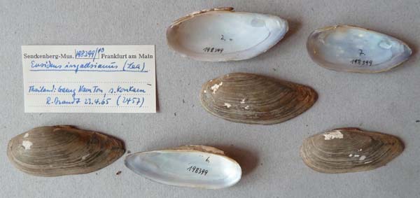 specimen