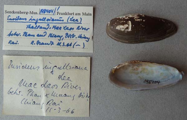 specimen