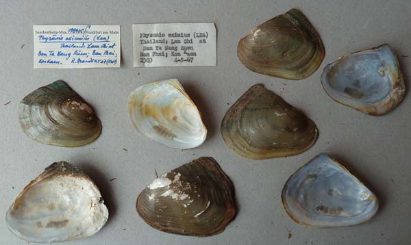 specimen