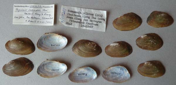 specimen