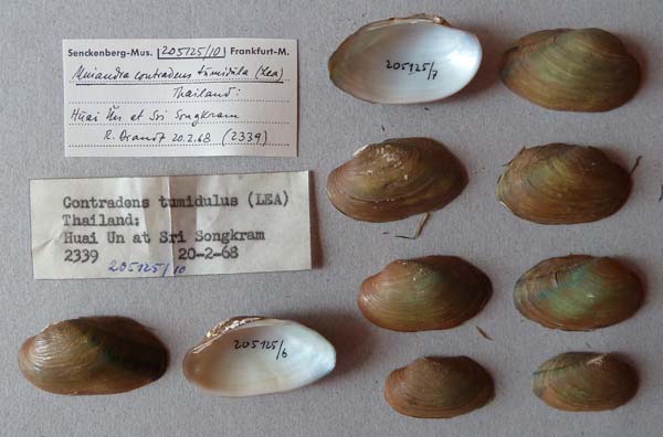 specimen