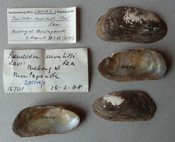 specimen