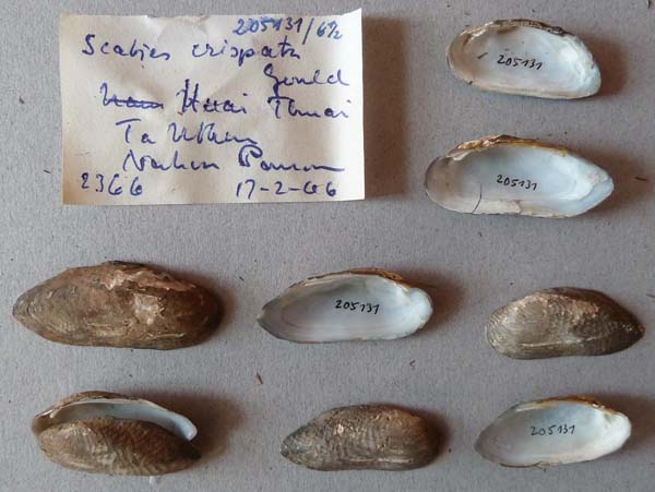 specimen