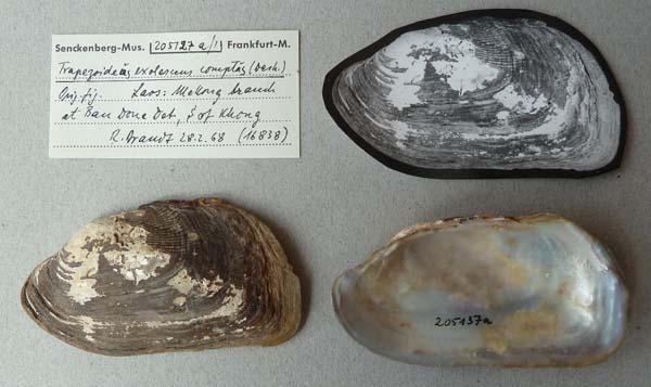 specimen