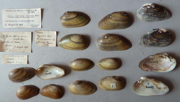 specimen