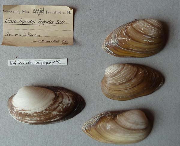 specimen