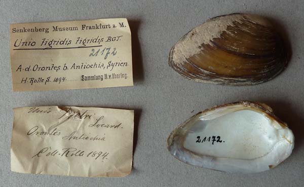 specimen