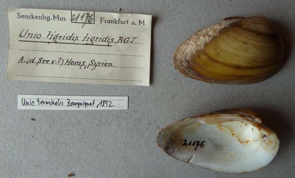 specimen