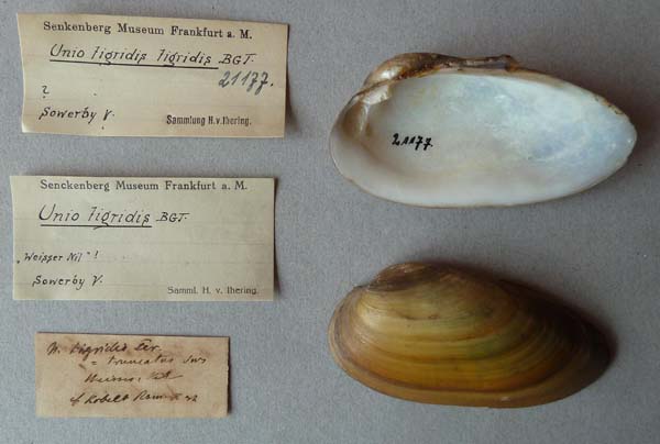 specimen