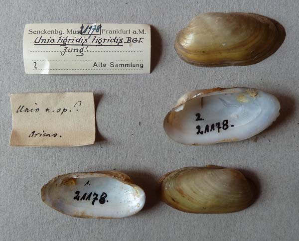 specimen