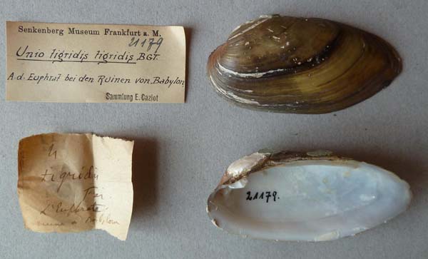 specimen
