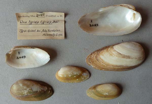 specimen