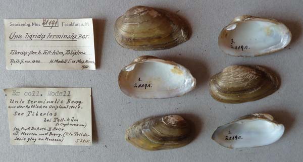 specimen