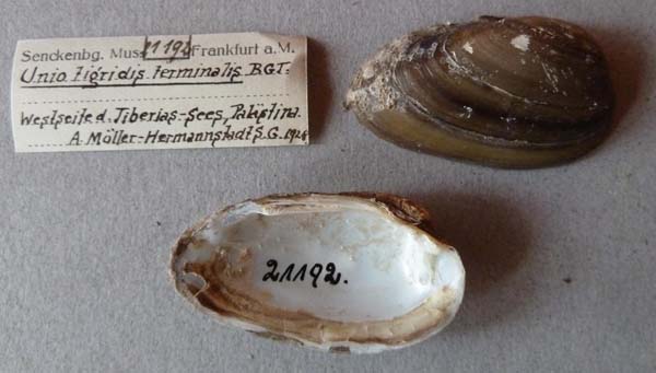 specimen