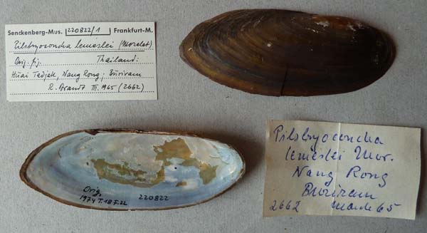 specimen
