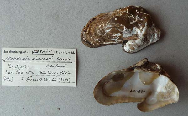 specimen